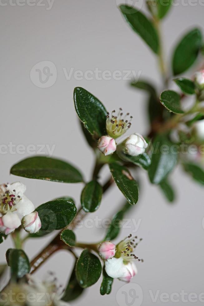 Flower blossom close up cotoneaster dammeri family rosaceae botanicaly photo