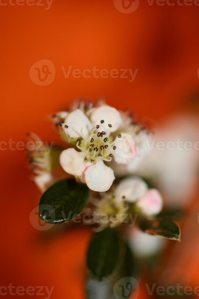 Flower blossom close up cotoneaster dammeri family rosaceae botanicaly photo