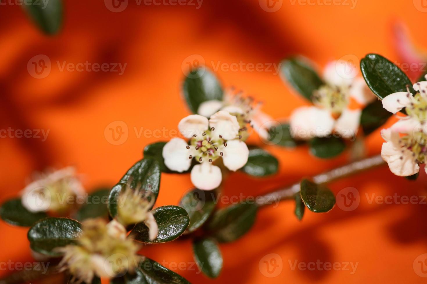 Flower blossom close up cotoneaster dammeri family rosaceae botanicaly photo