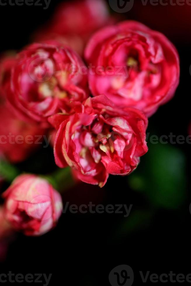 Flower blossom close up Crataegus laevigata family rosaceae botanicaly photo