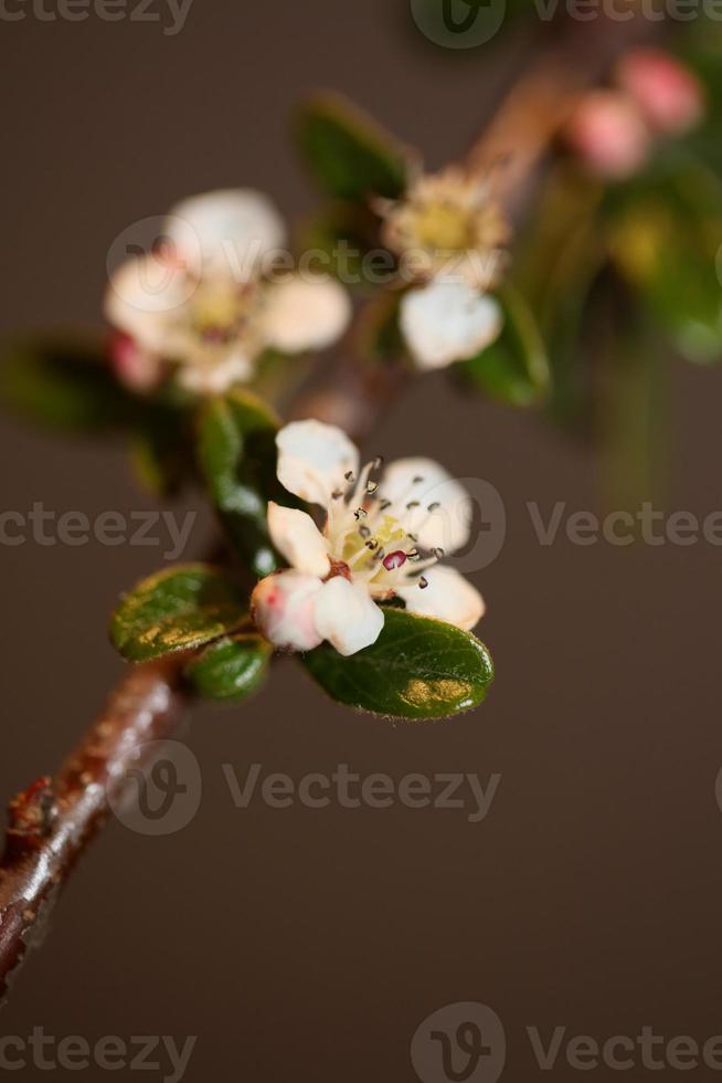 Flower blossom close up cotoneaster dammeri family rosaceae botanicaly photo