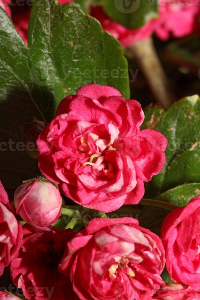 flor, flor, cicatrizarse, crataegus laevigata, familia, rosáceas, botanicaly foto