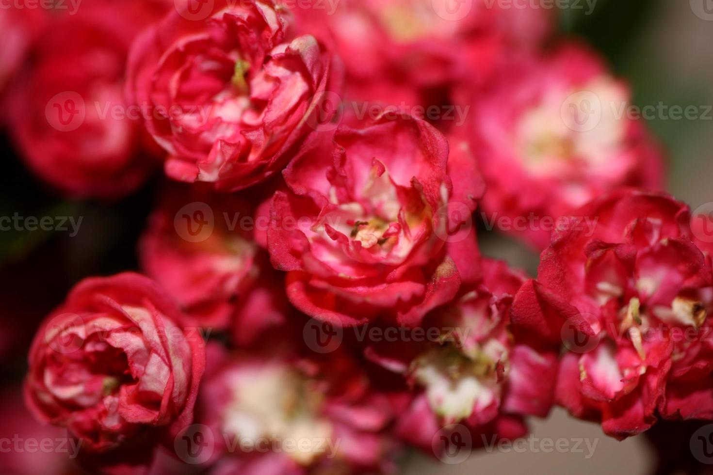 flor, flor, cicatrizarse, crataegus laevigata, familia, rosáceas, botanicaly foto