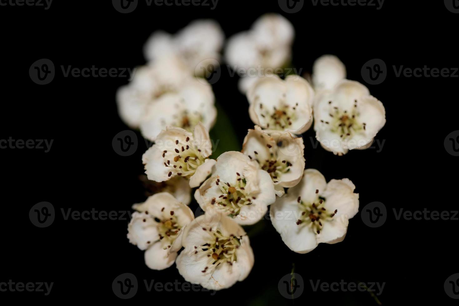 Flor de flor de cerca en Crataegus monogyna familia rosaceae macro foto