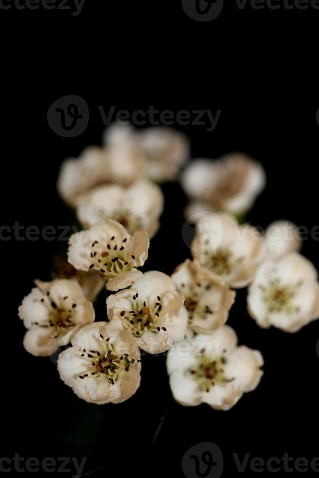 Flor de flor de cerca en Crataegus monogyna familia rosaceae macro foto