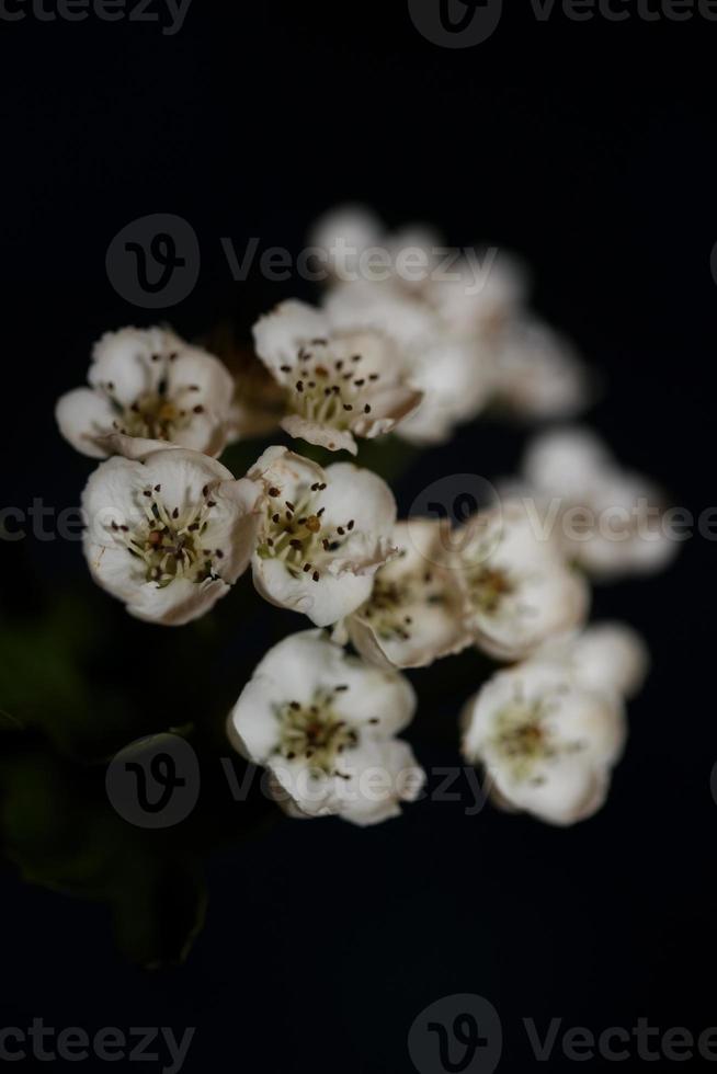 Flower blossom close up in Crataegus monogyna family rosaceae macro photo