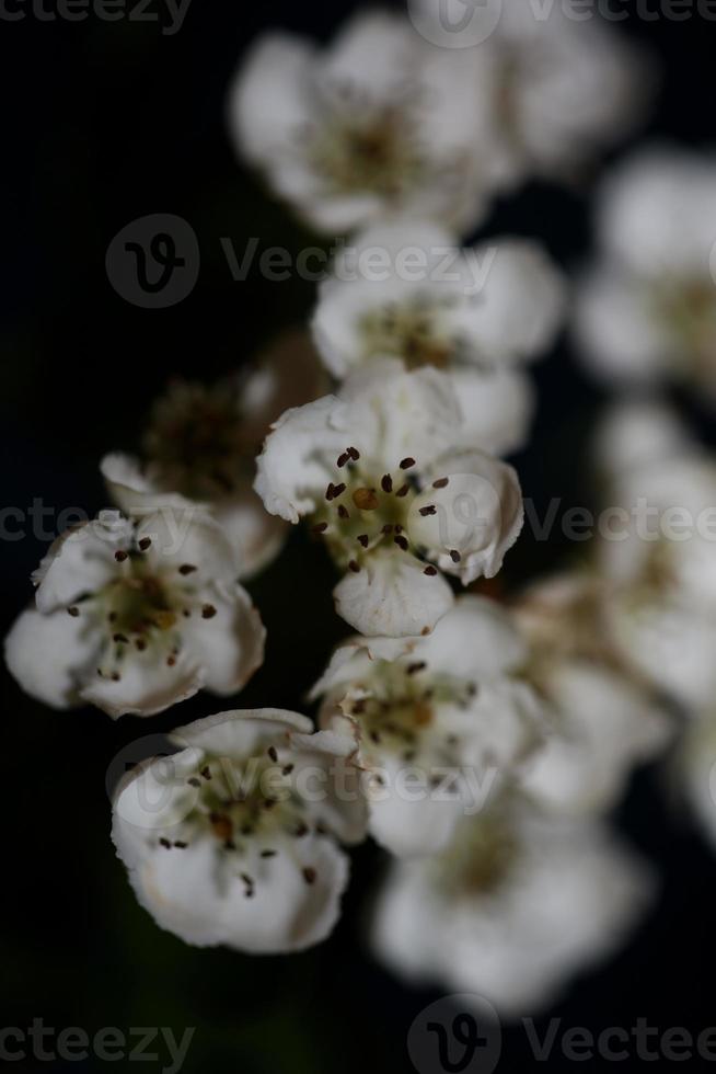 Flor de flor de cerca en Crataegus monogyna familia rosaceae macro foto