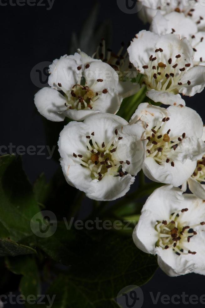 Flower blossom close up in Crataegus monogyna family rosaceae macro photo