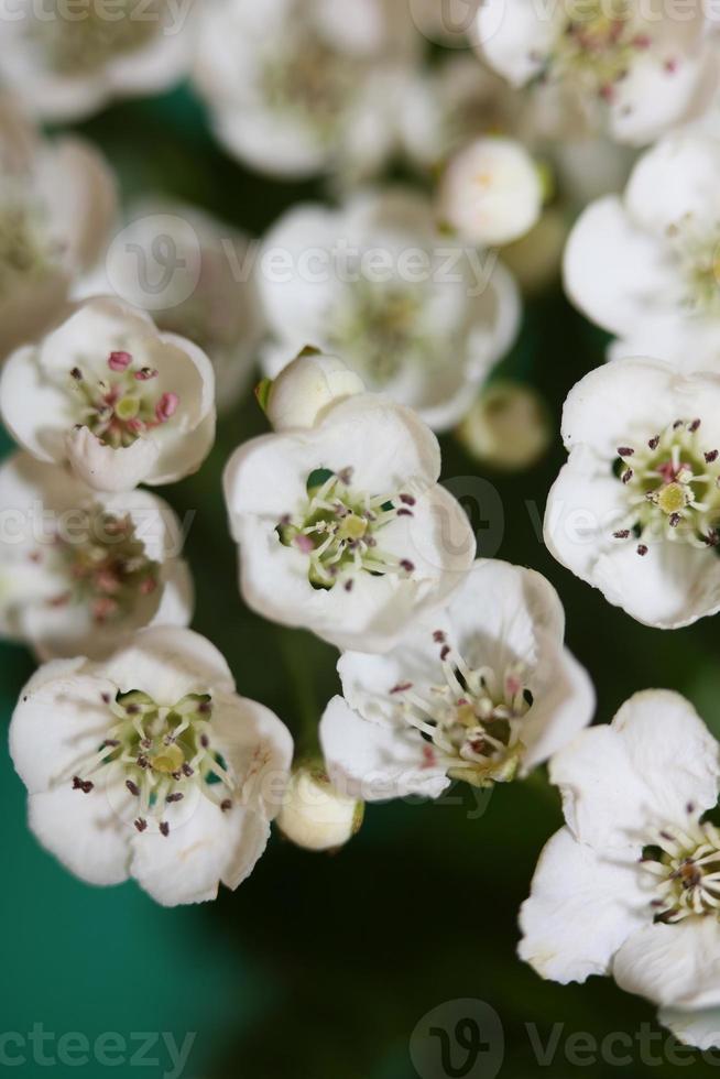 Flower blossom close up Crataegus monogyna family rosaceae botanicaly photo