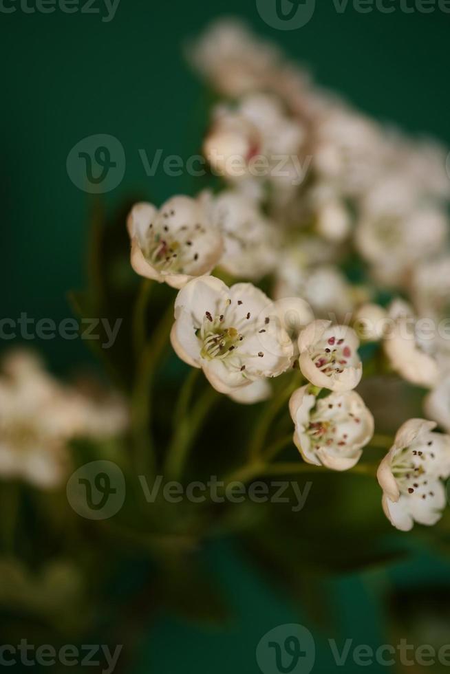 Flower blossom close up Crataegus monogyna family rosaceae botanicaly photo