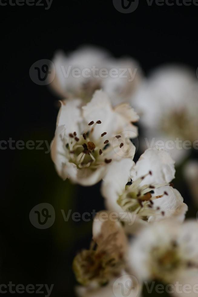 Flor de flor de cerca en Crataegus monogyna familia rosaceae macro foto