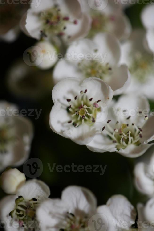 flor, flor, cicatrizarse, crataegus, monogyna, familia, rosaceae, botanicaly foto