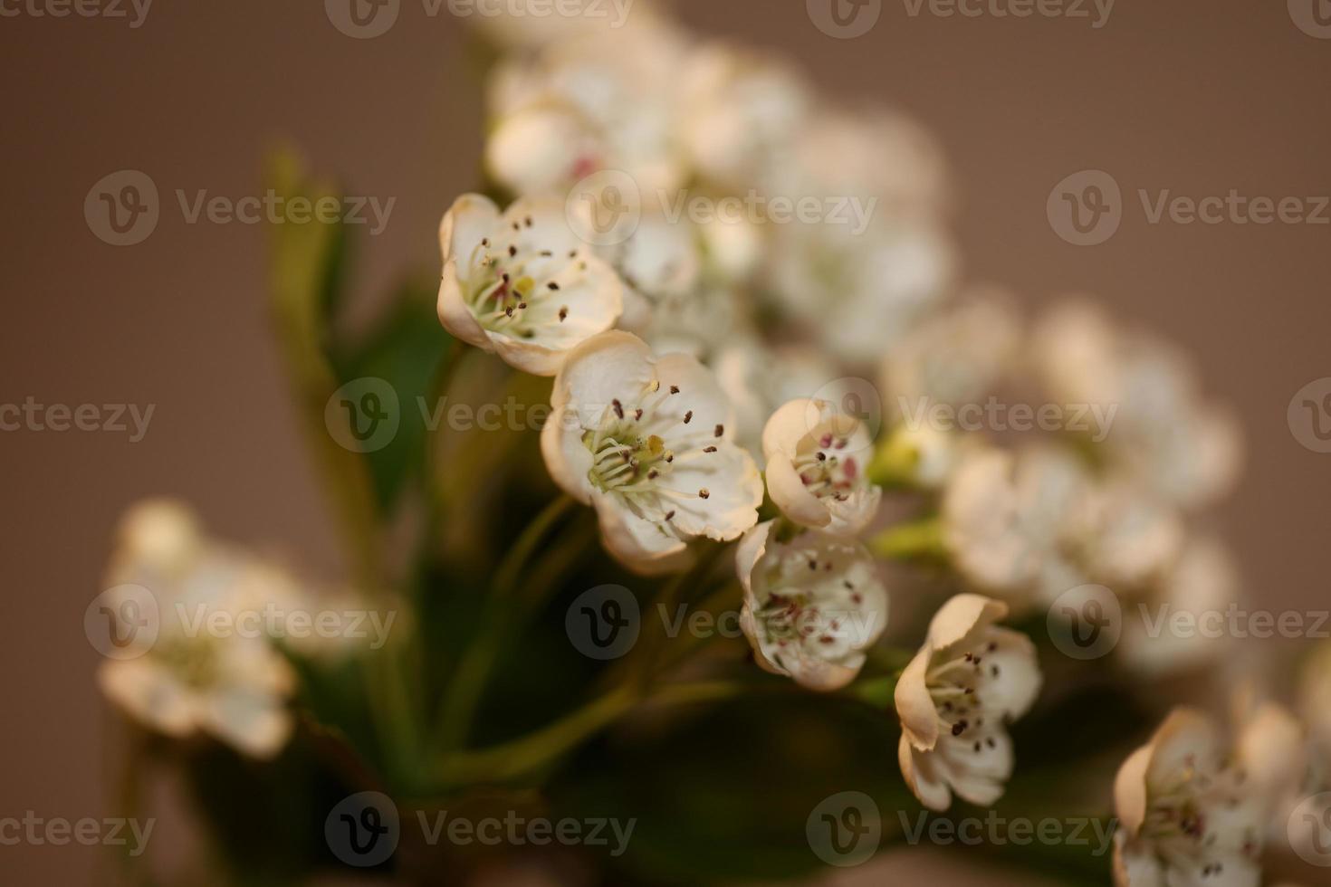 flor, flor, cicatrizarse, crataegus, monogyna, familia, rosaceae, botanicaly foto