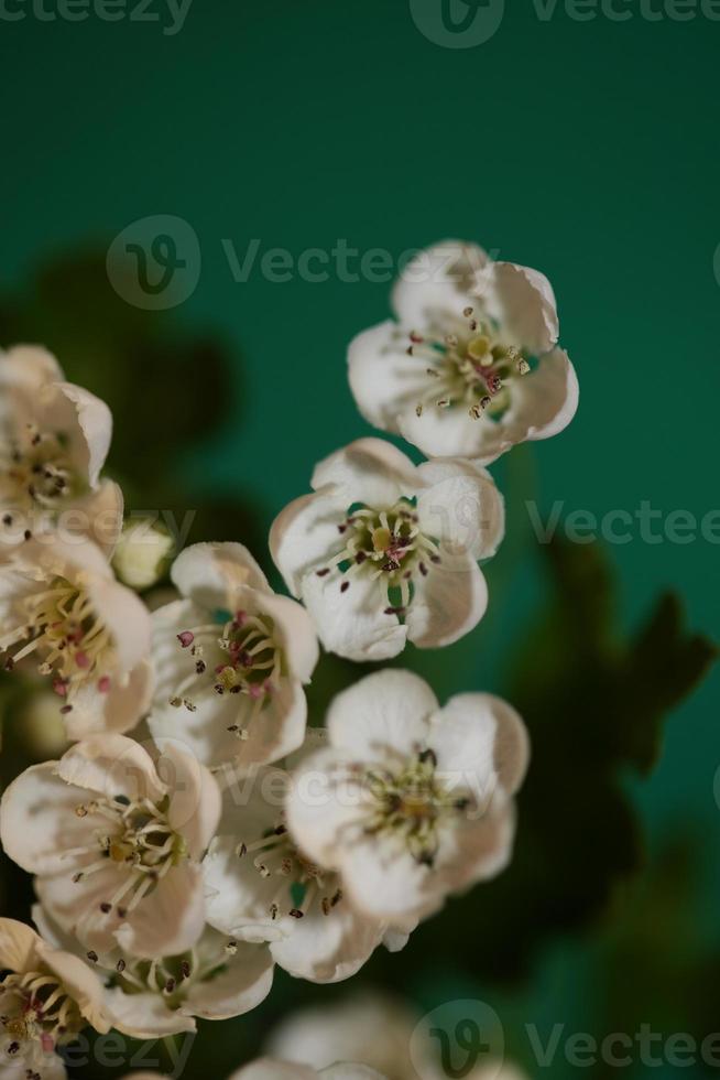 flor, flor, cicatrizarse, crataegus, monogyna, familia, rosaceae, botanicaly foto