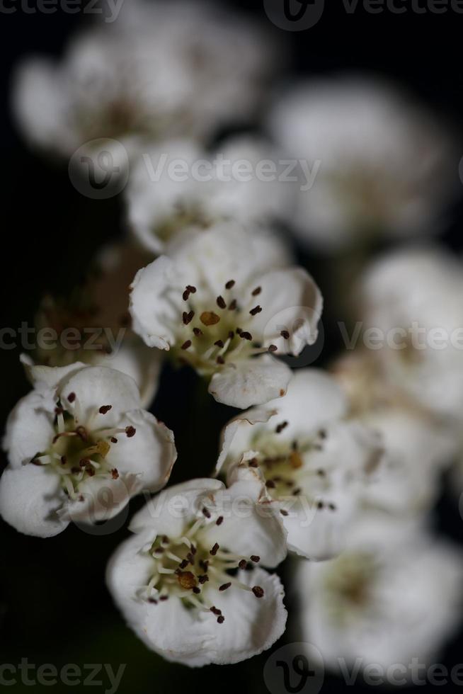 Flower blossom close up in Crataegus monogyna family rosaceae macro photo