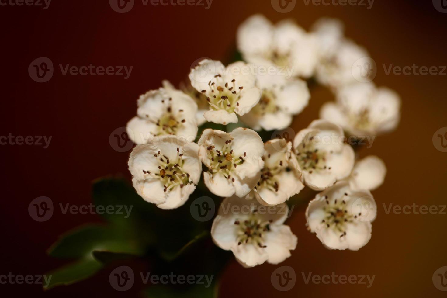 Flor de flor de cerca en Crataegus monogyna familia rosaceae macro foto