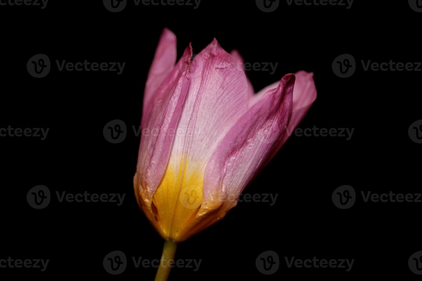 Flower blossom macro Crocus vernus family iridaceae botanical photo