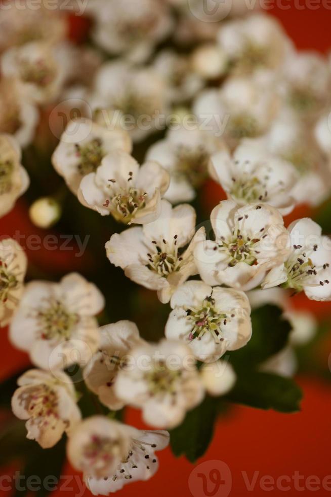 Flower blossom close up Crataegus monogyna family rosaceae botanicaly photo