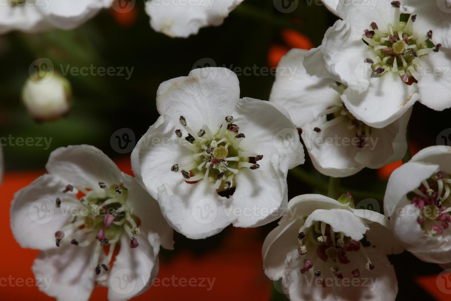 flor, flor, cicatrizarse, crataegus, monogyna, familia, rosaceae, botanicaly foto