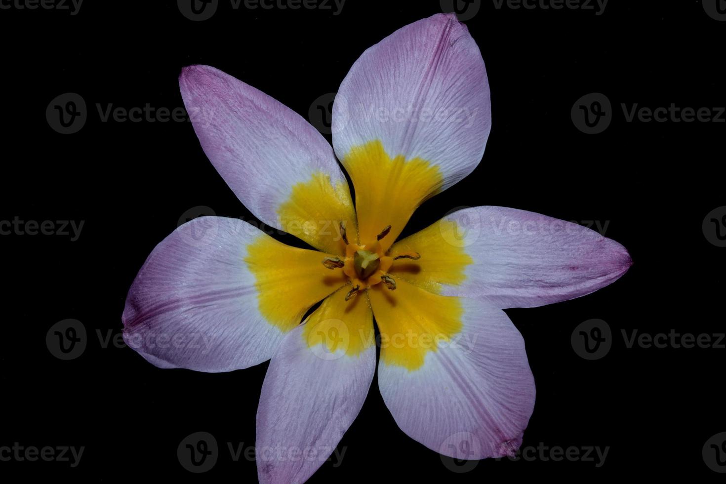 flor flor cerrar crocus vernus familia iridaceae botánico foto