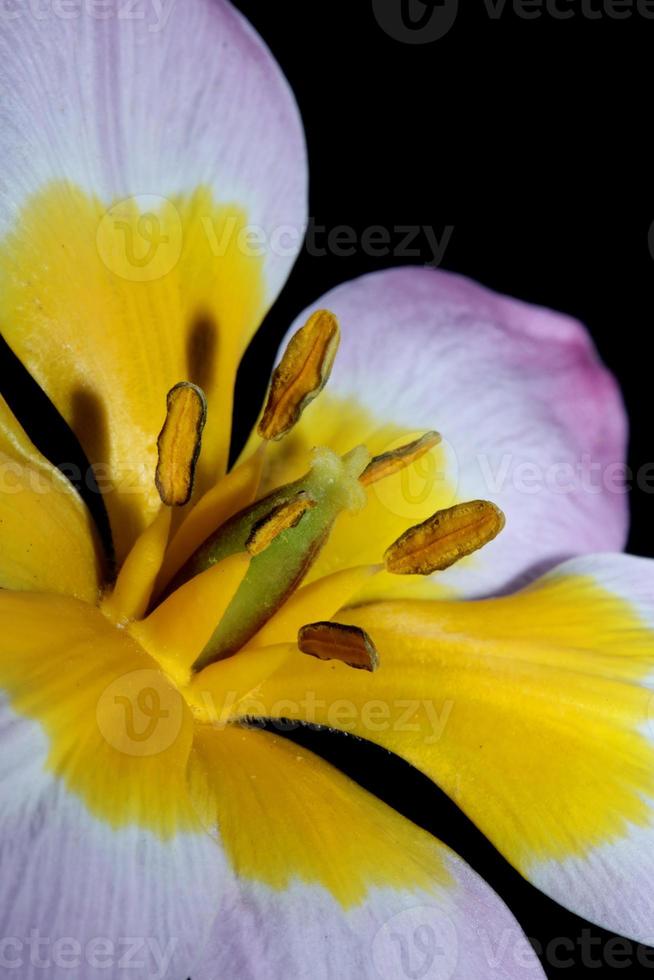 flor flor cerrar crocus vernus familia iridaceae botánico foto