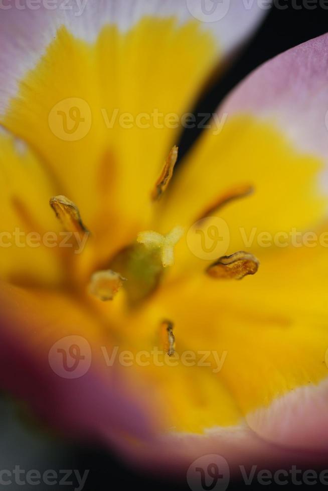 flor flor cerrar crocus vernus familia iridaceae impresión botánica foto