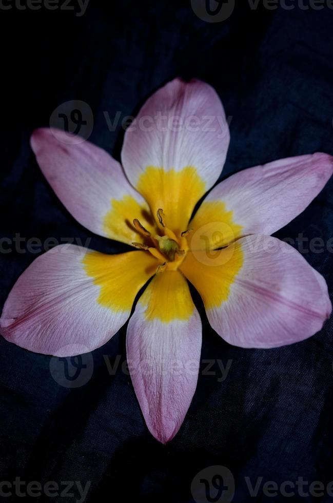 flor flor cerrar crocus vernus familia iridaceae impresión botánica foto