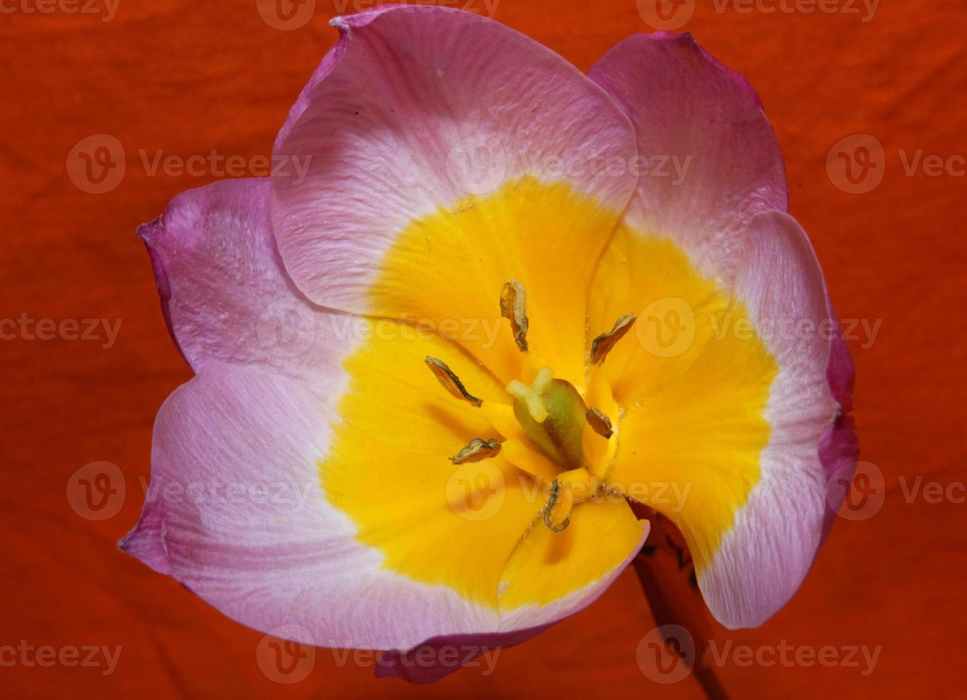 Flower blossom close up Crocus vernus family iridaceae botanical print photo