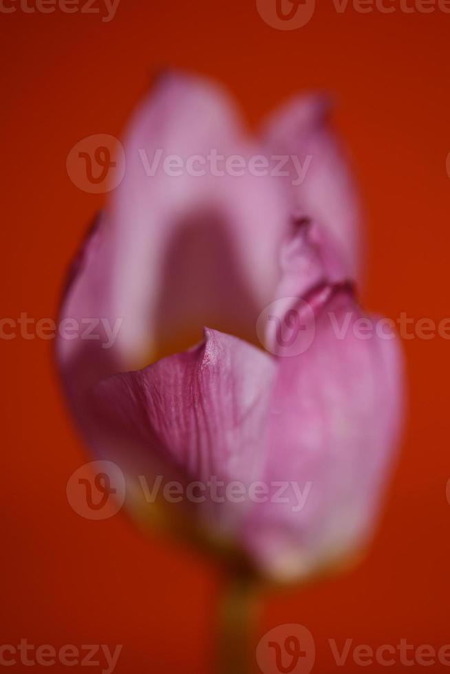 flor flor macro crocus vernus familia iridaceae botánico foto