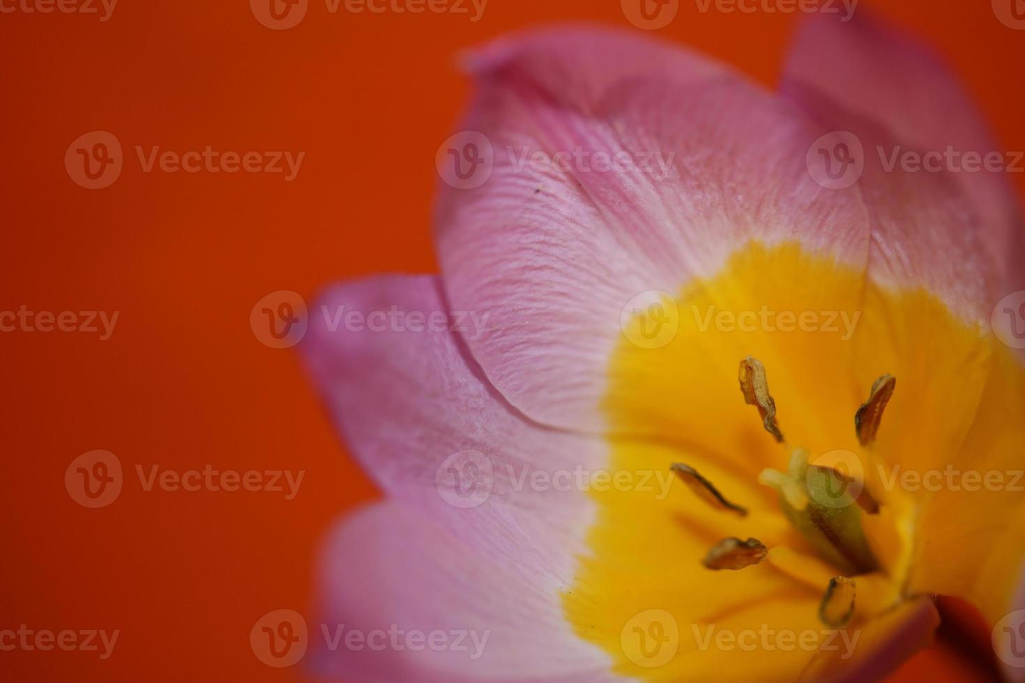 flor flor cerrar crocus vernus familia iridaceae impresión botánica foto