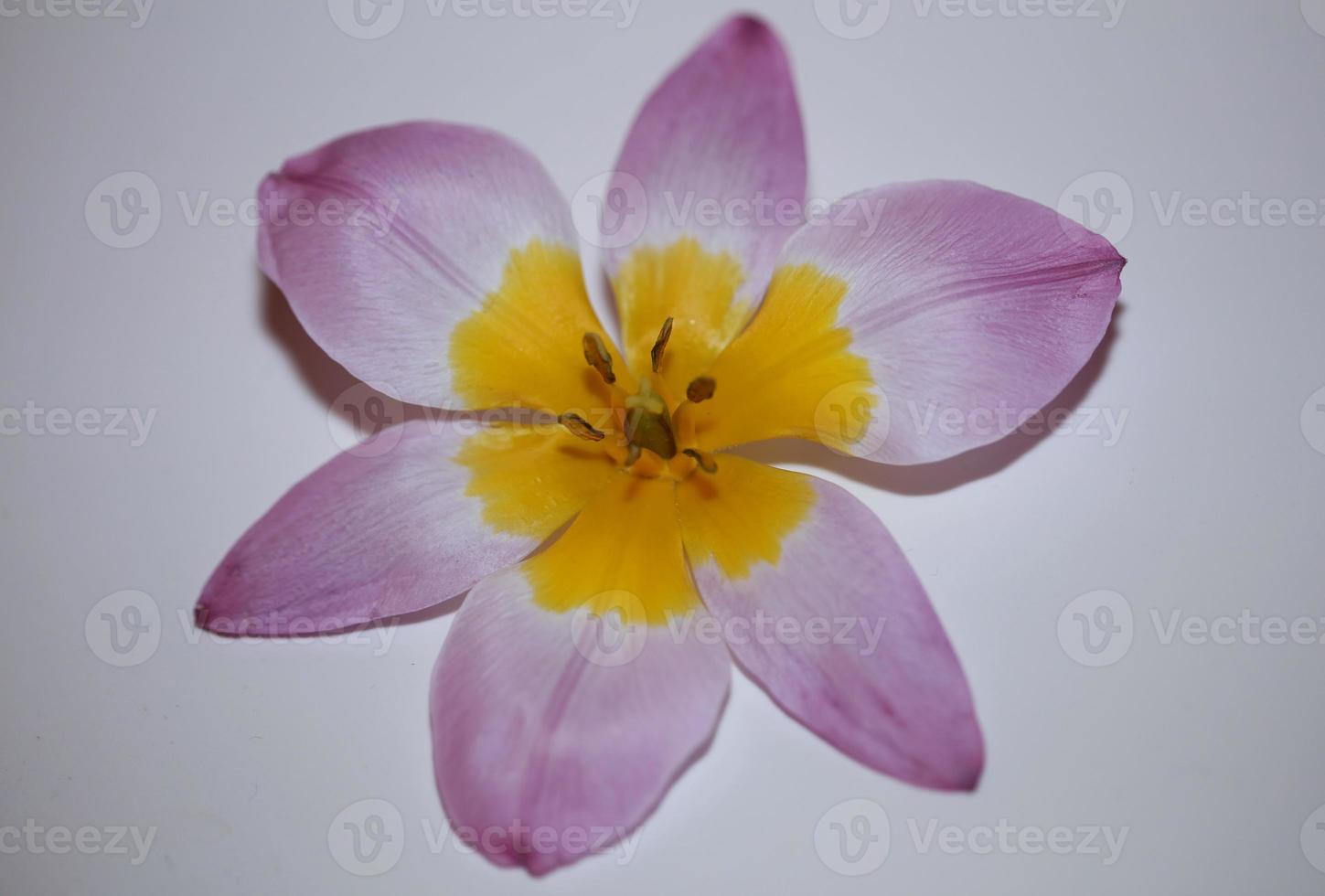 Flower blossom close up Crocus vernus family iridaceae botanical print photo