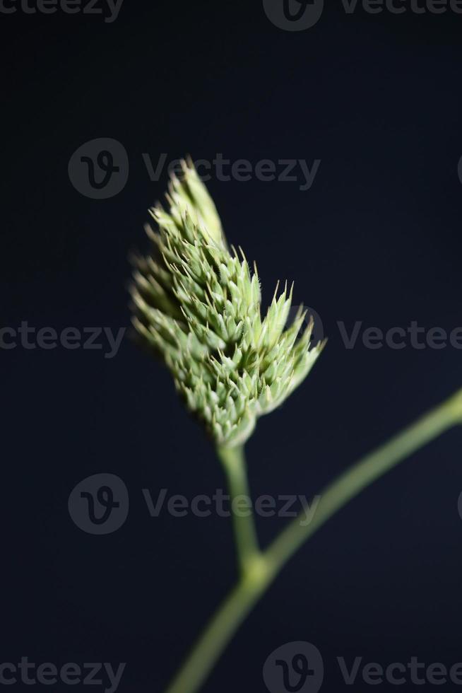 flor de cerca fondo moderno dactylis glomerata familia poaceae foto