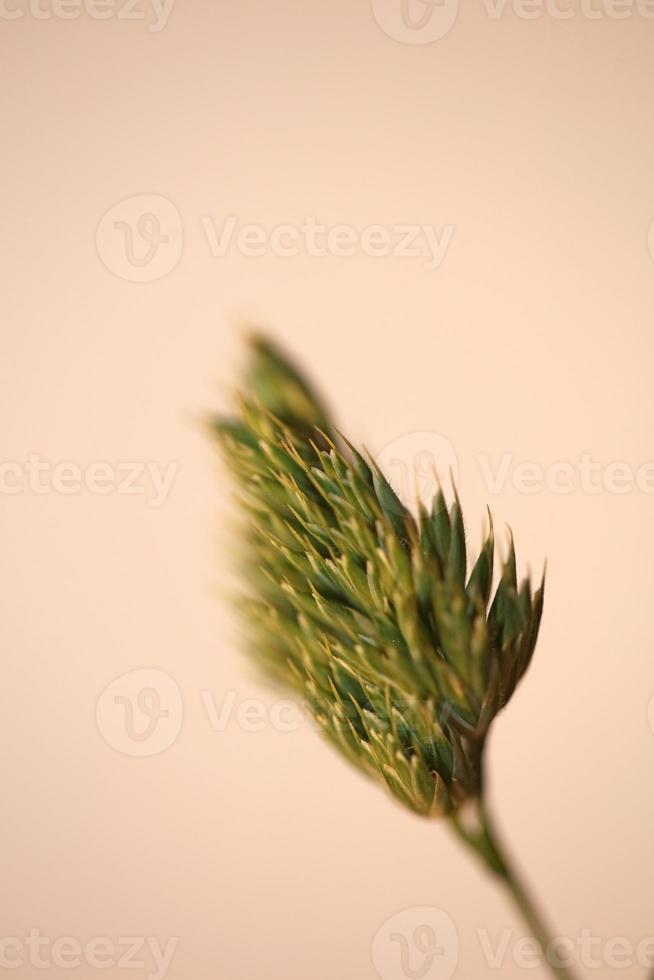 flor de cerca fondo moderno dactylis glomerata familia poaceae foto