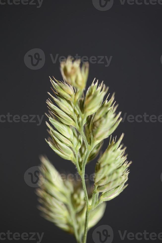 Flower close up background modern dactylis glomerata family poaceae photo