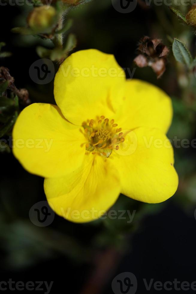 Flower blossom close up dasiphora fruticosa family thymelaeaceae photo