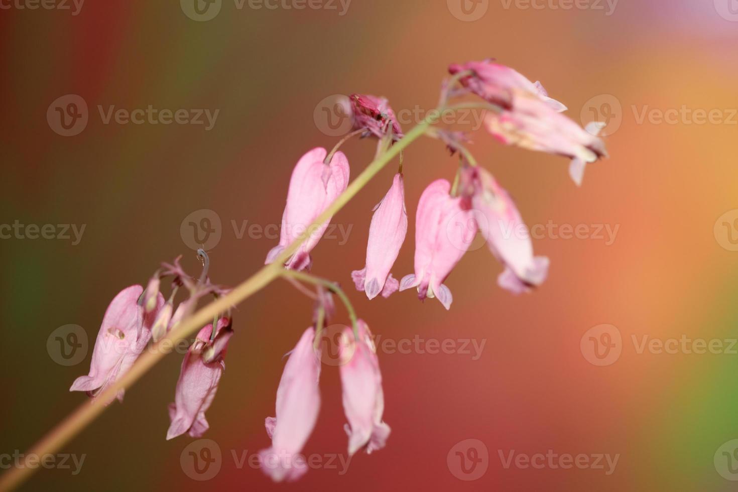 Flower blossom close up dicentra formosa family papaveraceae photo