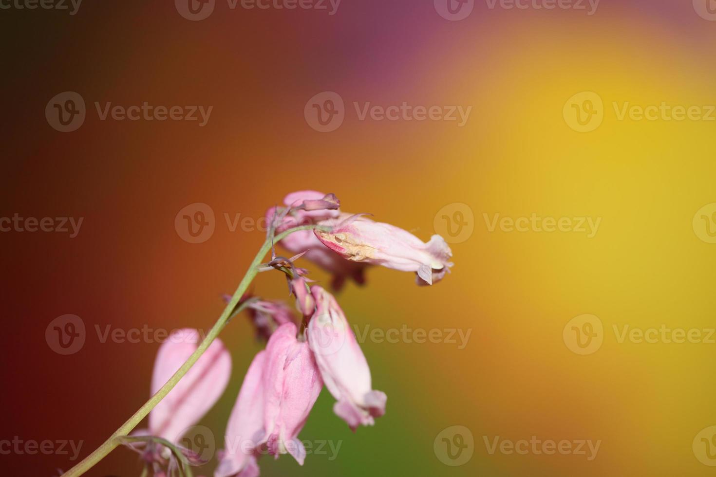 flor, flor, cicatrizarse, dicentra, formosa, familia, papaveraceae foto