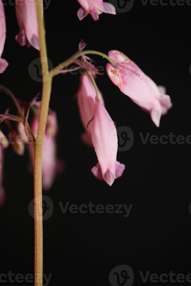 flor, flor, cicatrizarse, dicentra, formosa, familia, papaveraceae foto