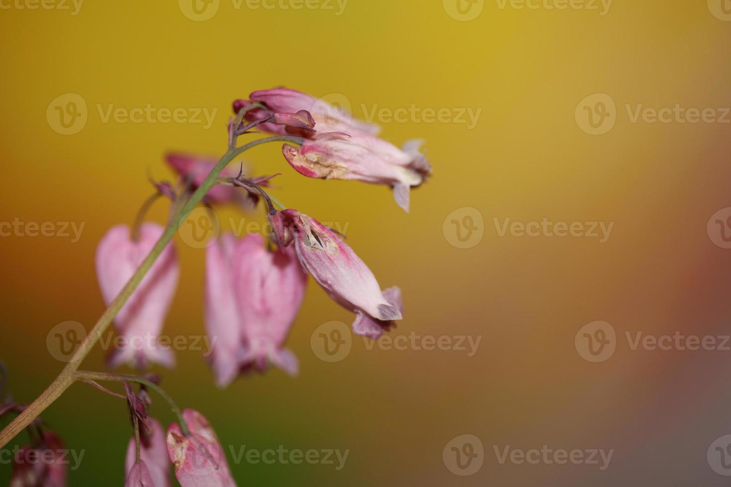 Flower blossom close up dicentra formosa family papaveraceae photo