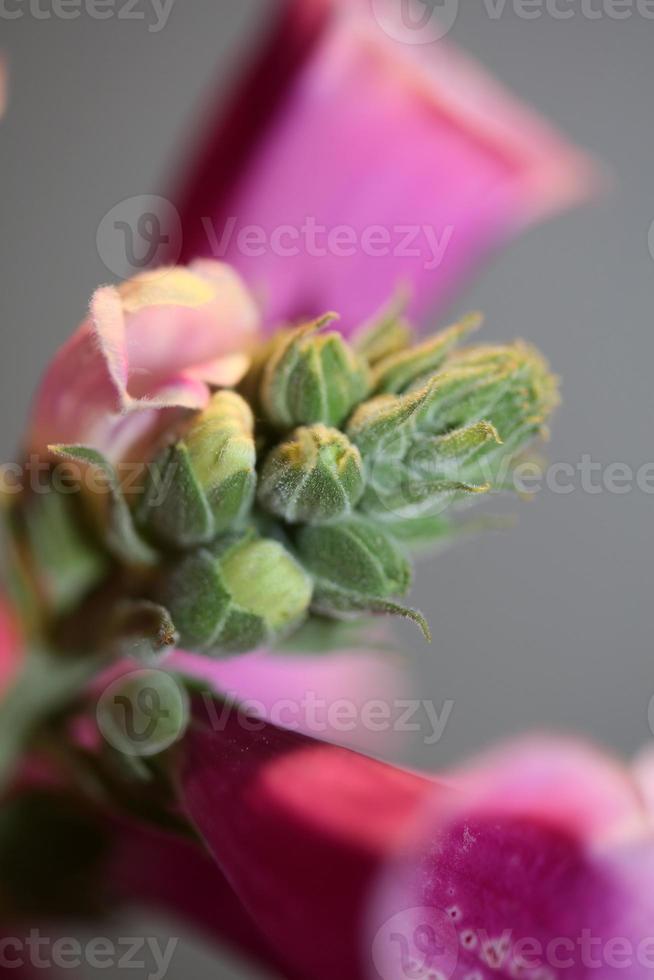 Flower blossom close up digitalis purpurea family plantaginaceae photo