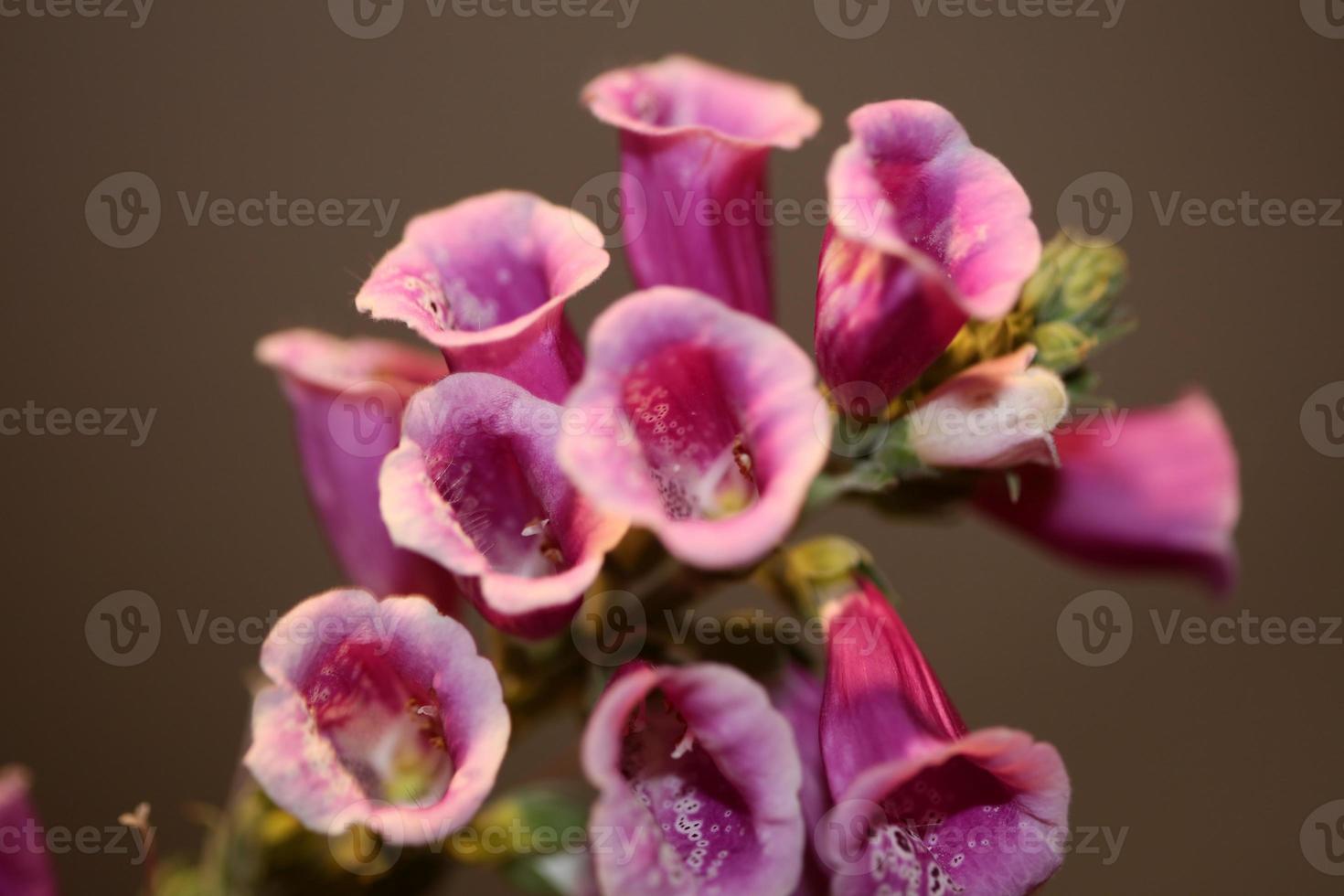 Flower blossom close up digitalis purpurea family plantaginaceae photo