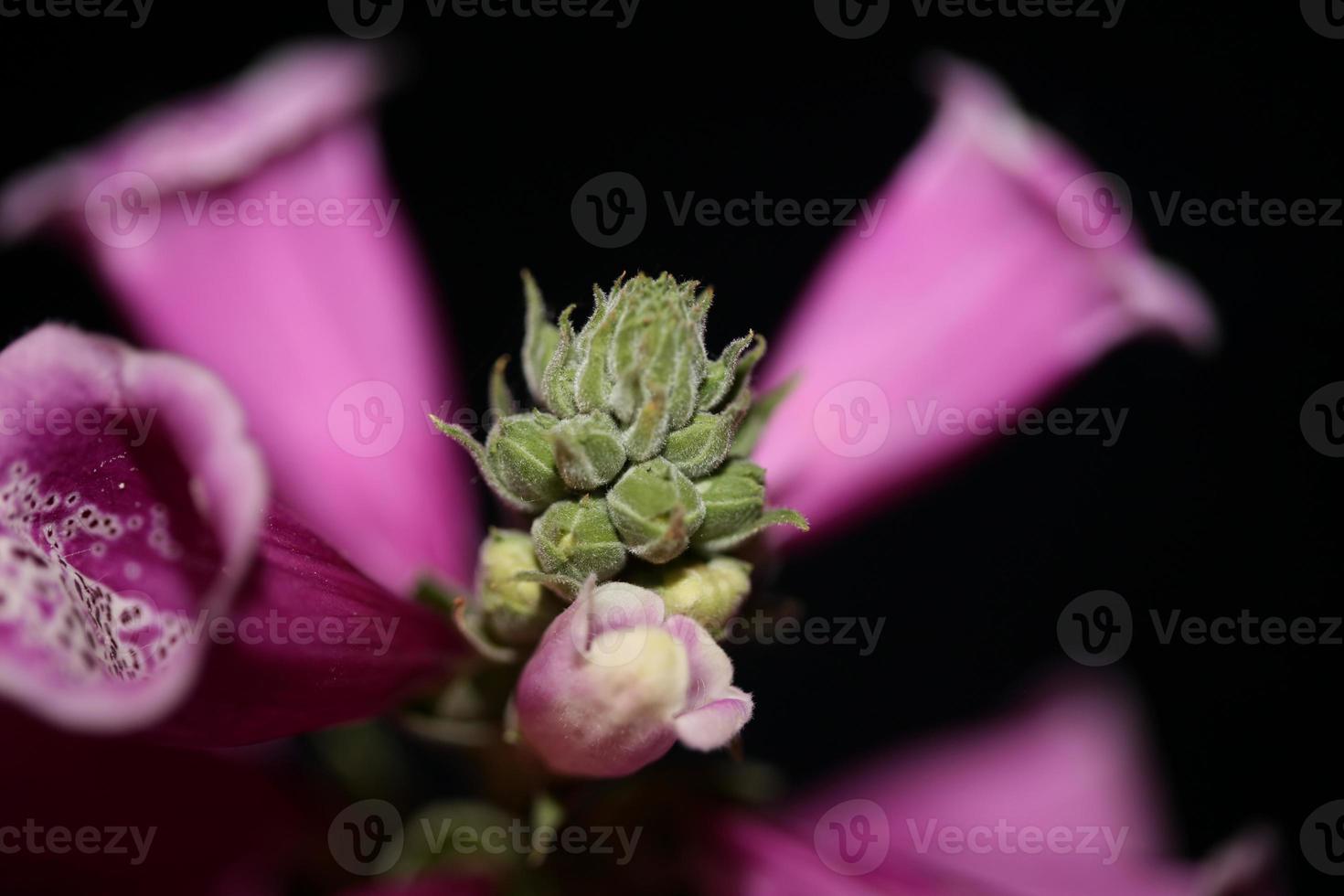 Flower blossom close up digitalis purpurea family plantaginaceae photo