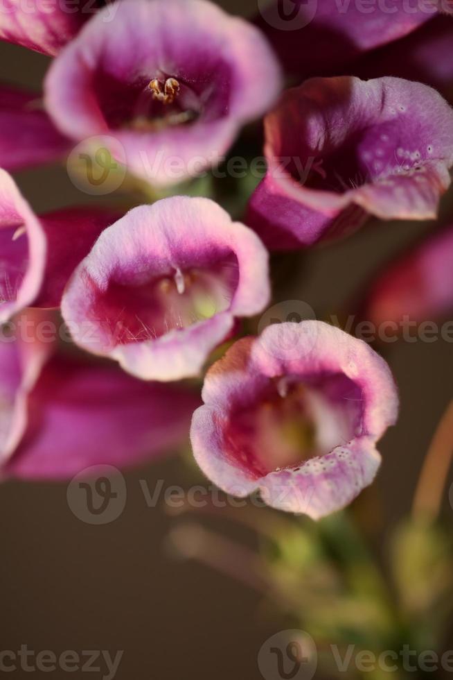 Flower blossom close up digitalis purpurea family plantaginaceae photo