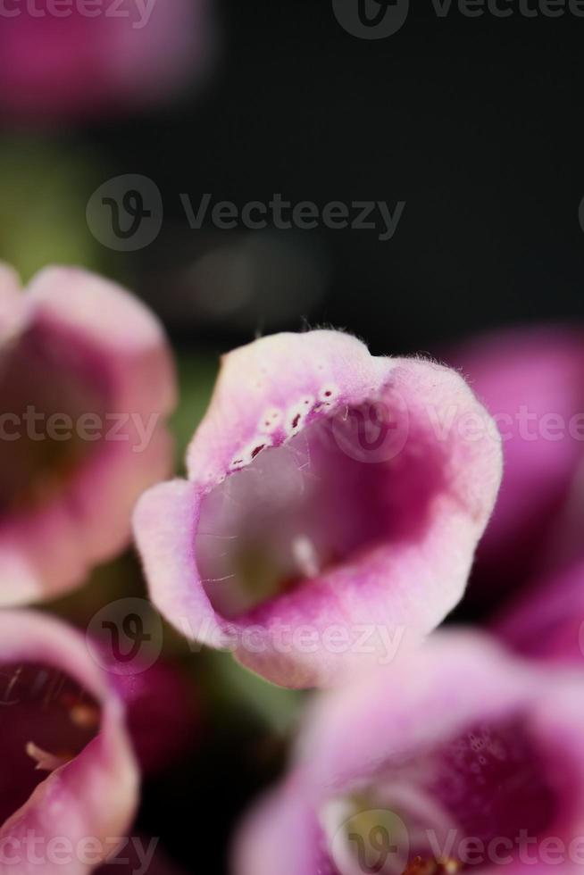 Flor de cerca digitalis purpurea familia plantaginaceae foto