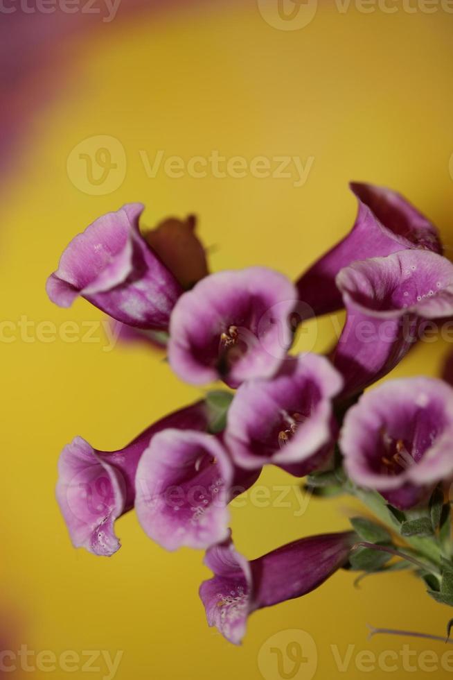 Flor de cerca digitalis purpurea familia plantaginaceae foto
