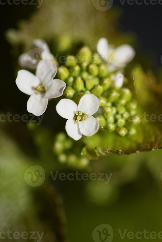 Cierre de flores diplotaxis erucoides familia Brassicaceae botanicaly foto