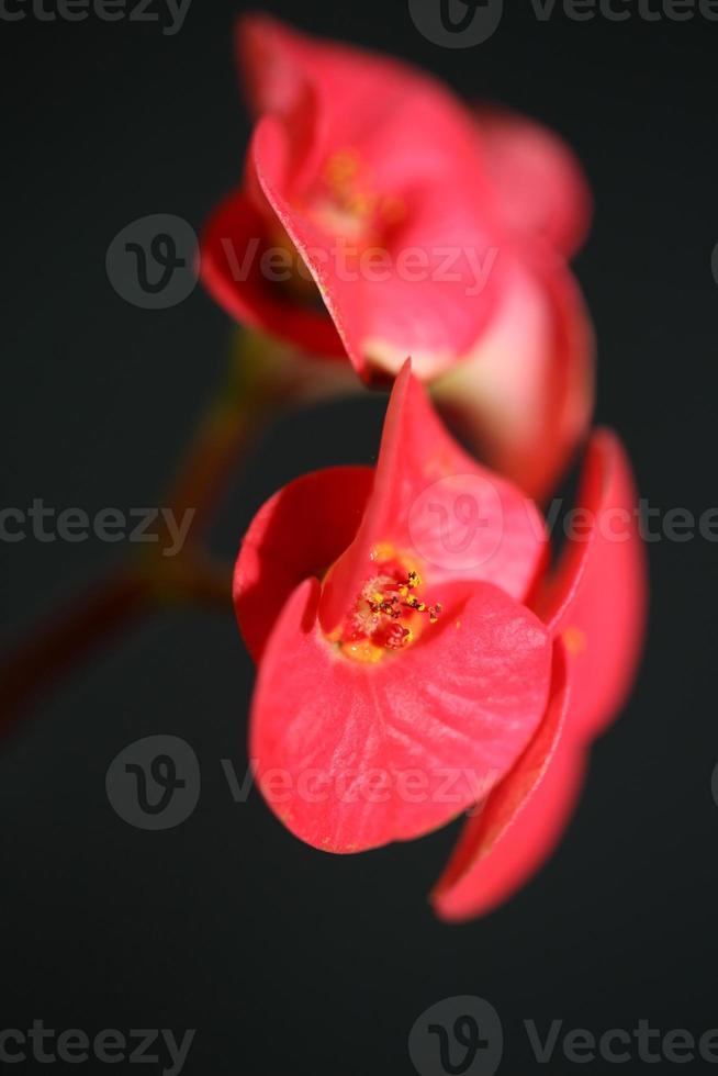 Flor de cerca Euphorbia milii familia euphorbiaceae botanicaly foto