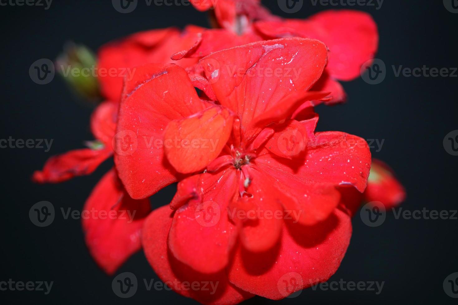 Geranium flower close up family geraniaceae background botanical print photo