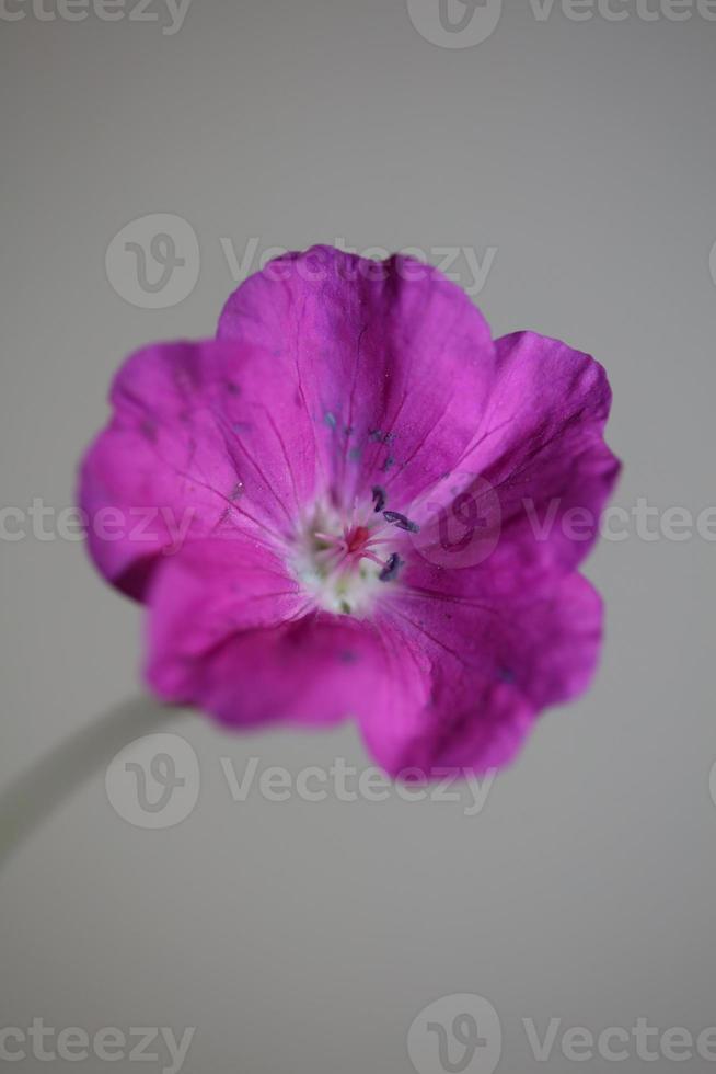 Flower blossom close up background geranium photo