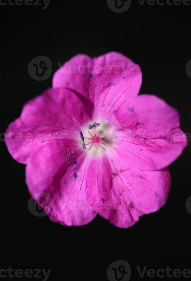 Flower blossom close up background geranium photo